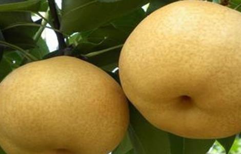 梨的高产种植技术（梨的高产种植技术有哪些）