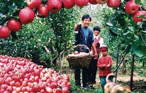 苹果种植环境要求 苹果种植环境要求高吗