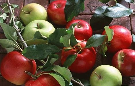 苹果套袋后的注意事项（苹果套袋注意七要点）