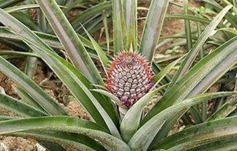 菠萝常见病虫害防治方法 菠萝病虫害图片及防治方法