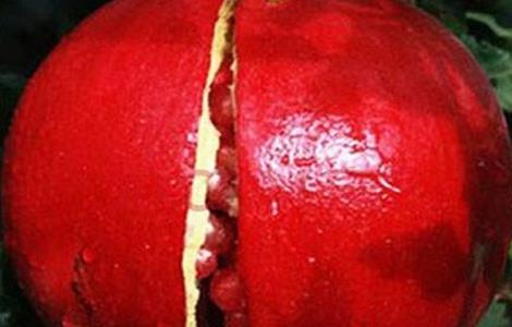 石榴的套袋技术 石榴的套袋技术是什么