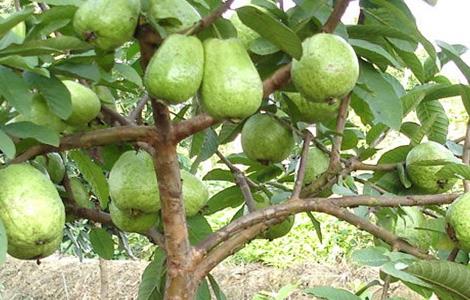 番石榴的种植方法 番石榴的种植方法和管理