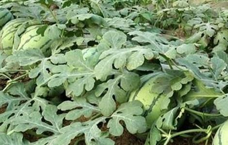 西瓜施肥的注意事项（西瓜施肥的注意事项和禁忌）