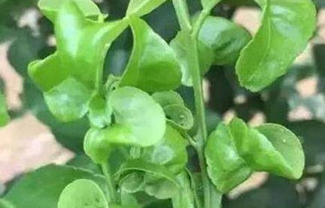 柑橘卷叶原因及解决方法（柑橘的叶子卷叶怎么回事）