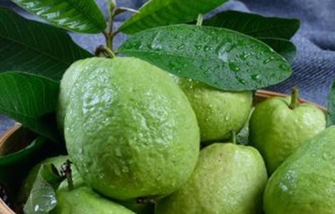 番石榴的常见病害及防治 番石榴病害参照图