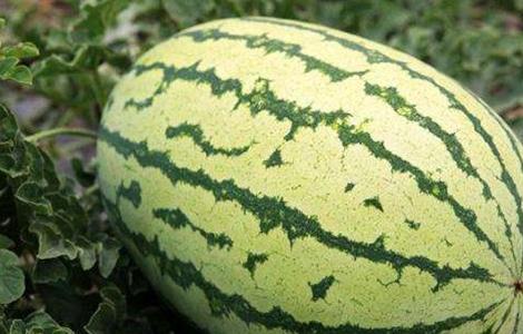 西瓜的田间管理技术（西瓜的田间管理技术ppt）