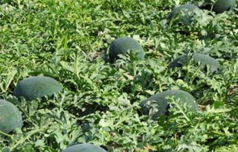 西瓜坐瓜率低的解决方法 西瓜坐果率低怎么办