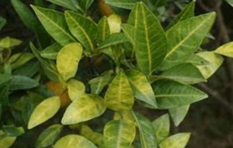 柑橘黄化的原因及解决方法 柑橘黄化的原因及解决方法视频