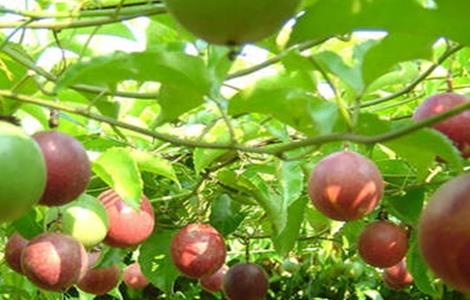 百香果如何种植才能高产（百香果如何种植才能高产一些）