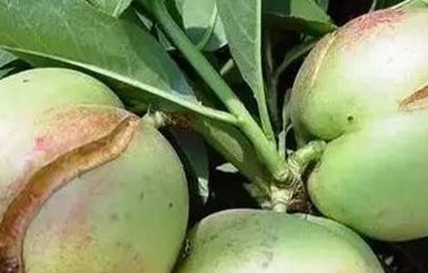 油桃裂果的原因（油桃裂果的原因是什么）