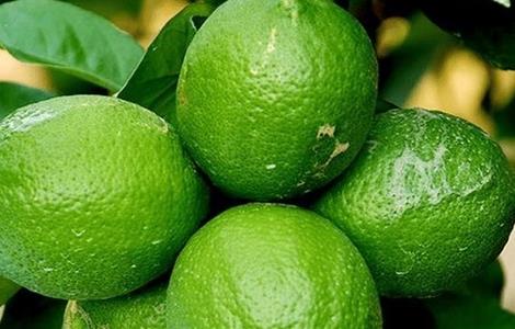 柠檬增产的方法 柠檬高产栽培技术