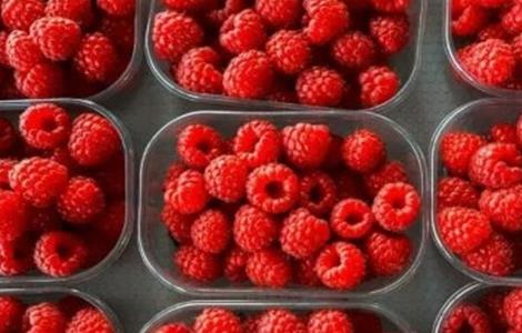 树莓种植的注意事项（树莓移栽注意事项）