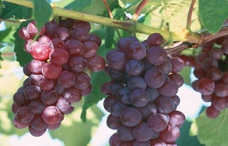 葡萄大小粒的原因及防治 葡萄大小粒的原因及防治措施