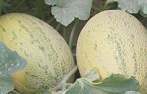 如何提高哈密瓜的产量 哈密瓜产量高吗