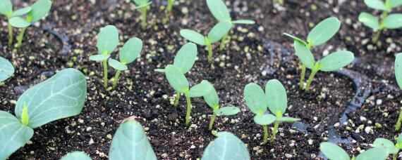 西瓜育苗几天出苗正常 西瓜育苗几天出土正常