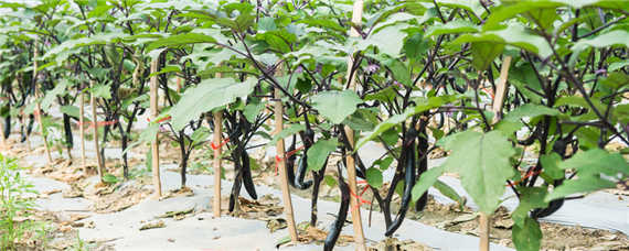 茄子喜欢什么肥料(茄子是什么肥料最好)