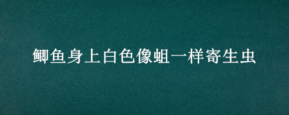 鲫鱼身上白色像蛆一样寄生虫 鲫鱼肚子里的白色虫