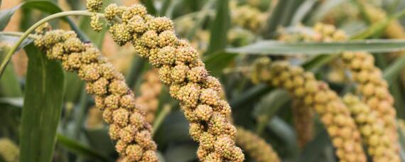 小米种植技术和方法（种植小米的自然条件）