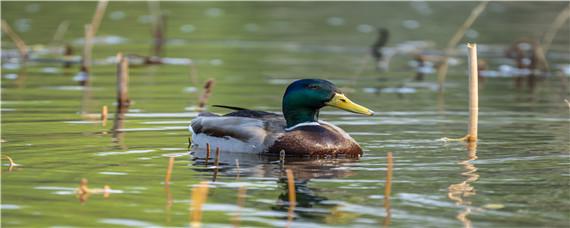 野鸭子是几级保护动物 水鸭子是几级保护动物