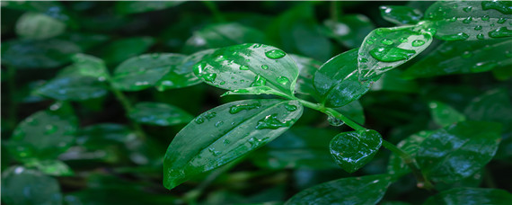 雨水种什么农作物（雨水多什么作物长的好）