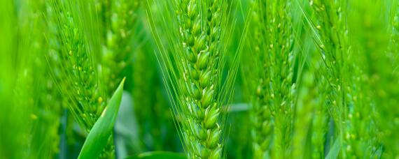 小麦除草剂3月上旬还能打吗（3月中旬小麦还能打除草剂吗）