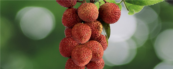 桂味荔枝花期管理技术 桂味荔枝怎样管理