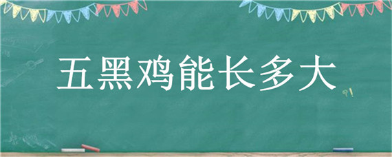 五黑鸡能长多大 五黑鸡能长多大多少斤