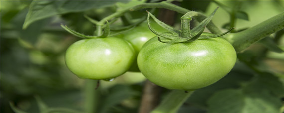 西红柿怎么种植和管理（家里西红柿怎么种植和管理）