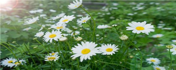 人工异花传粉步骤（人工异花传粉步骤两次套袋的目的是什么）