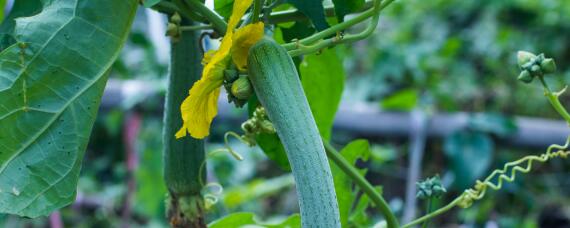 早春丝瓜种植技术 丝瓜早春育苗技术