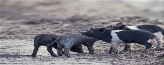 小仔猪不吃食怎么办（小仔猪不吃奶怎么办）