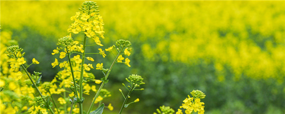 油菜籽几月份成熟 油菜籽几月份种