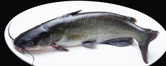 生鱼养殖技术与管理(鱼类养殖技术)