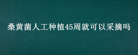 桑黄菌人工种植45周就可以采摘吗（桑黄菌多久可以采收）