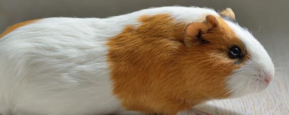 荷兰猪不吃不喝还一颤一颤的（荷兰猪一颤一颤怎么回事）