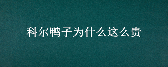 科尔鸭子为什么这么贵 柯尔鸭为啥这么贵