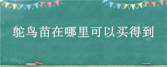 鸵鸟苗在哪里可以买得到 哪有鸵鸟苗买