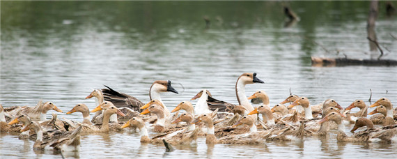 鸭子为什么一直叫个不停 鸭子叫个不停可有啥办法