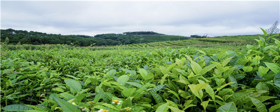 小乔木型茶树的基本特征是 小乔木型茶树,它的植株