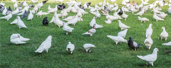 土鸽子是什么品种（土鸽子图片）