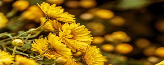 菊花种植基地在哪里(河南菊花种植基地在哪里)