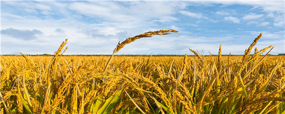 科稻1704水稻品种（科稻1704水稻种子）