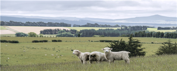 新手怎样开始养羊 新手怎么养羊