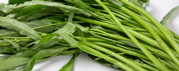 空心菜怎样育苗 空心菜怎么培育苗