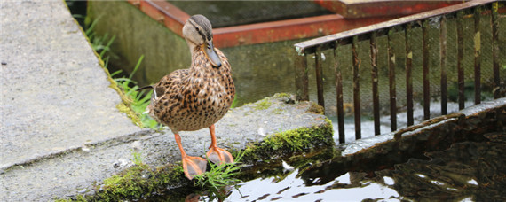 野鸭蛋怎么人工孵化（野鸭蛋孵化需要多长时间）