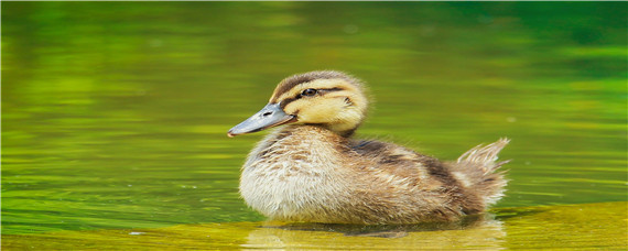 雏鸭的饲养方法与管理（育雏鸭的饲养管理）