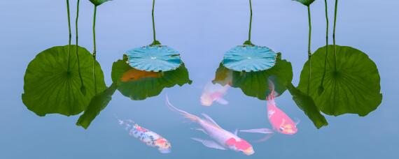 养殖鱼技术 养殖鱼技术大全