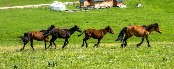 马的繁殖情况（马的繁殖方式是什么）