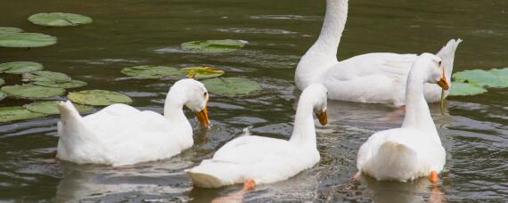 鹅拉白色粪便吃什么药（小鹅拉白屎用什么药）