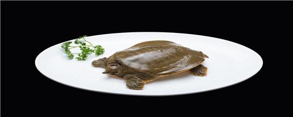 池塘甲鱼养殖技术 池塘甲鱼养殖技术甲鱼最重是多少斤